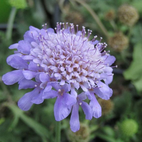 Scabiosa japonica 'Ritz Blue' - Seeds