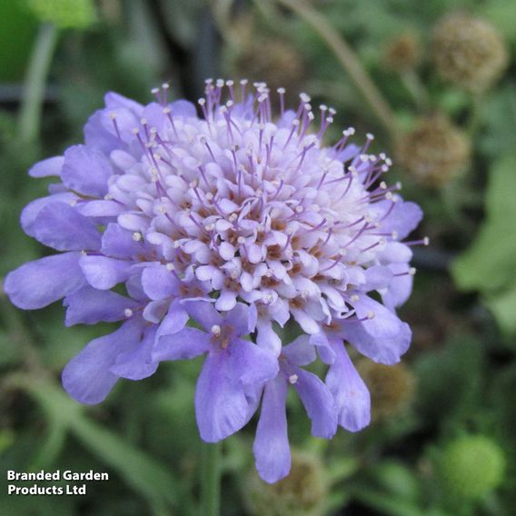 Scabiosa japonica 'Ritz Blue'