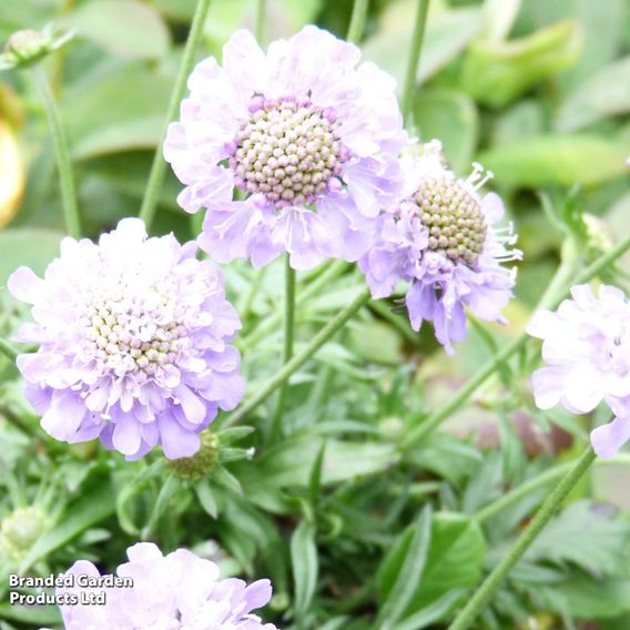 Scabiosa japonica 'Ritz Blue'