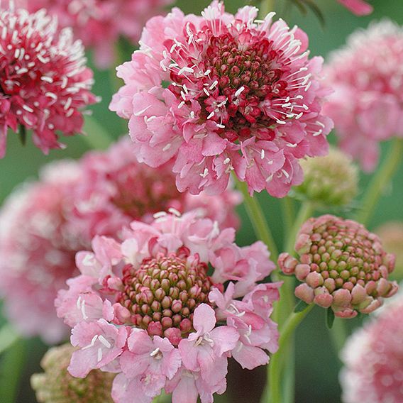 Scabiosa 'Salmon Queen' - Seeds