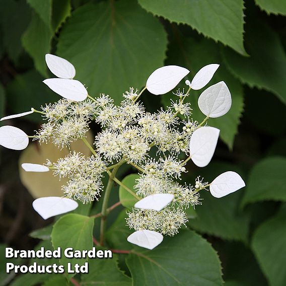 Schizophragma hydrangeoides