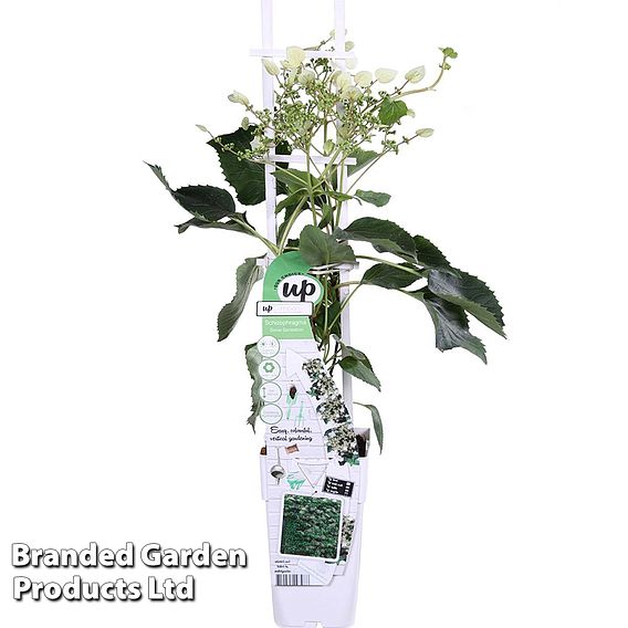 Schizophragma hydrangeoides 'Snow Sensation'