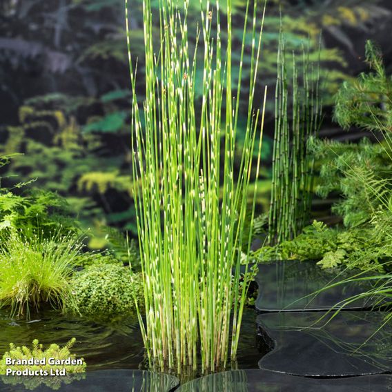 Scirpus tabernaemontani 'Zebrinus' (Marginal Aquatic)
