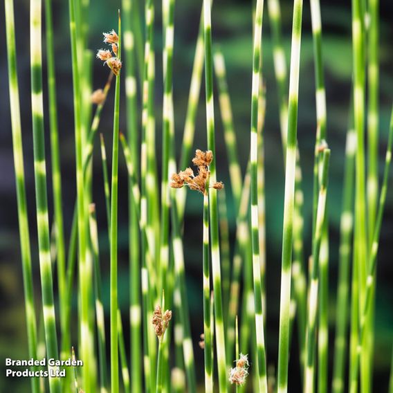 Scirpus tabernaemontani 'Zebrinus' (Marginal Aquatic)