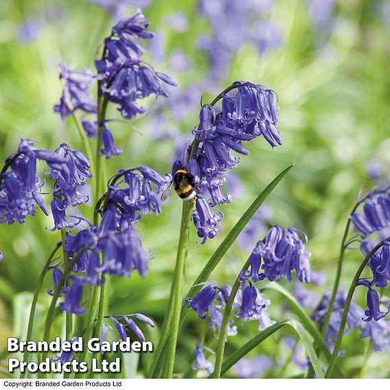 Scilla Nutans (English Bluebell) Bulb In The Green
