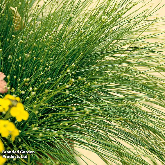 Isolepis cernua (Oxygenating Aquatic)