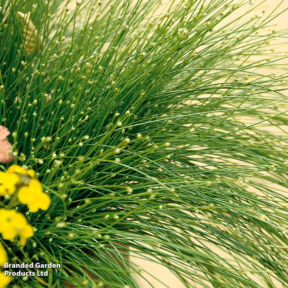 Scirpus isolepis (Oxygenating Aquatic)