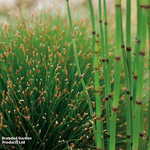Isolepis cernua (Oxygenating Aquatic)