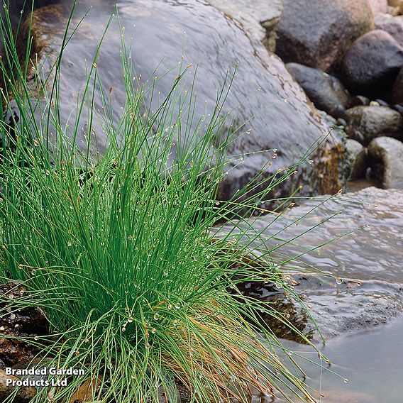Isolepis cernua (Oxygenating Aquatic)