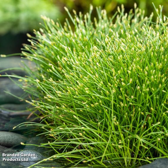 Scirpus isolepis (Oxygenating Aquatic)
