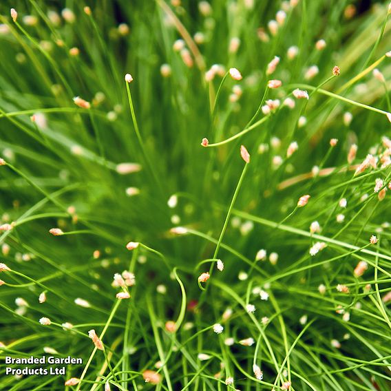 Isolepis cernua (Oxygenating Aquatic)