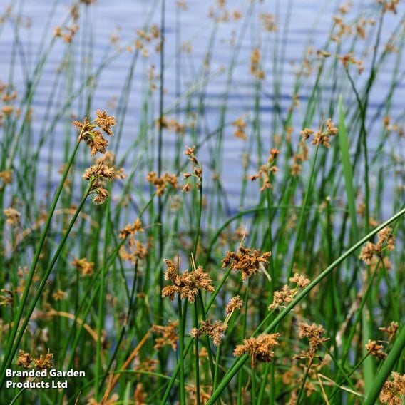 Scirpus lacustris 'Albescens' (Marginal Aquatic)