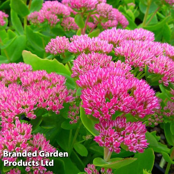 Sedum spectabile 'Brilliant'