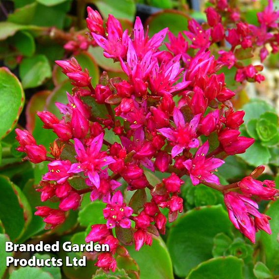 Sedum spurium 'Dragon's Blood'