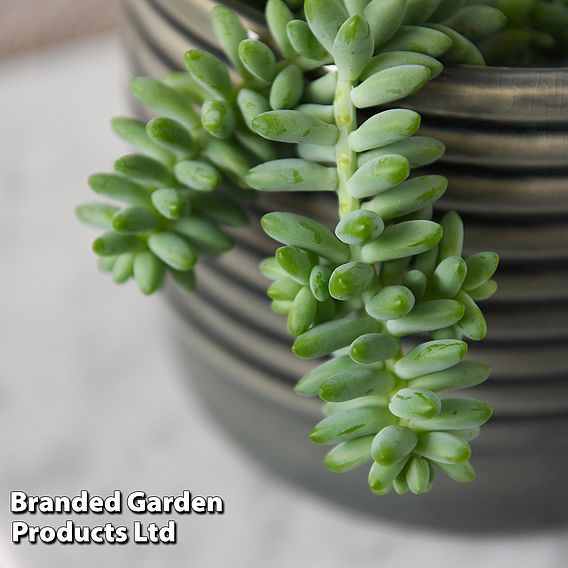 Sedum morganianum 'Burrito'