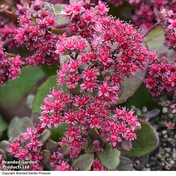 Sedum 'Busy Nights' - Seeds