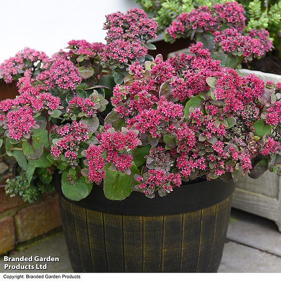 Sedum 'Busy Nights' - Seeds