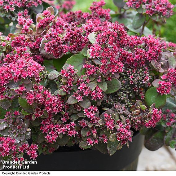 Sedum 'Busy Nights' - Seeds
