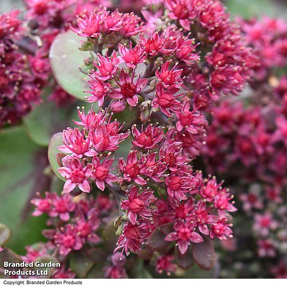 Sedum 'Busy Nights' - Seeds
