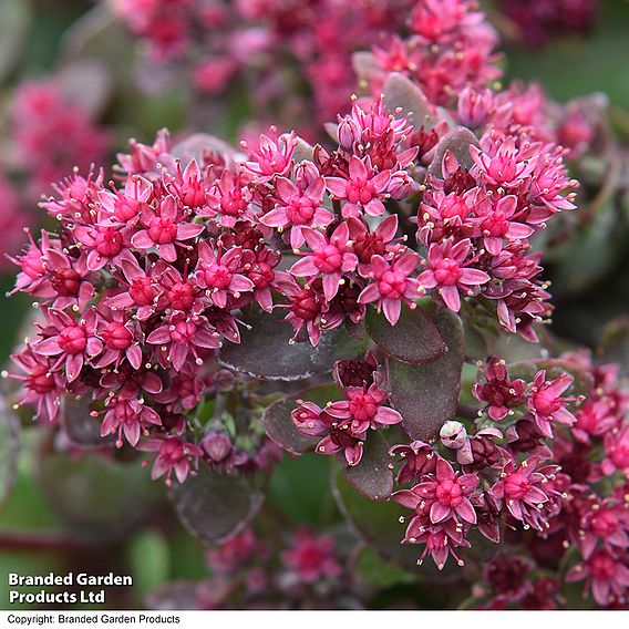 Sedum 'Busy Nights' - Seeds