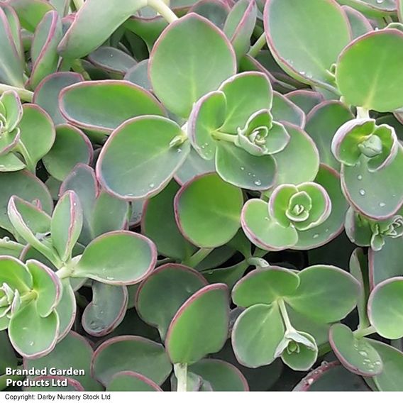 Sedum sieboldii 'Dragon'