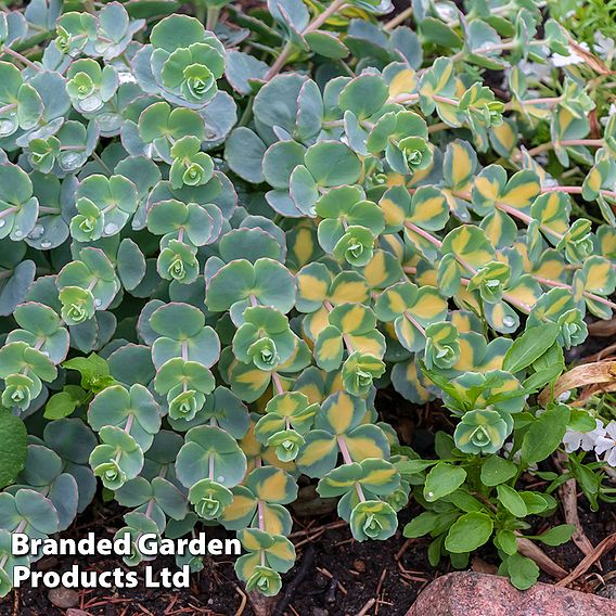 Sedum sieboldii 'Mediovariegatum'