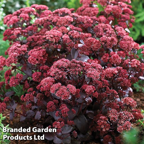 Sedum telephium 'Purple Emperor'