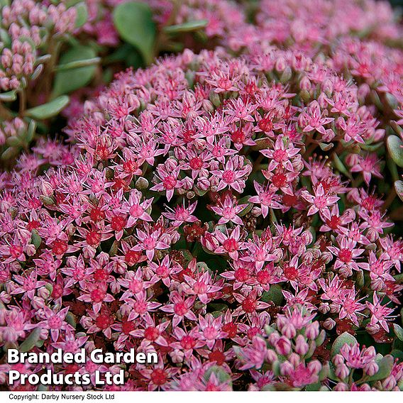 Sedum ewersii var. homophyllum 'Rosenteppich'