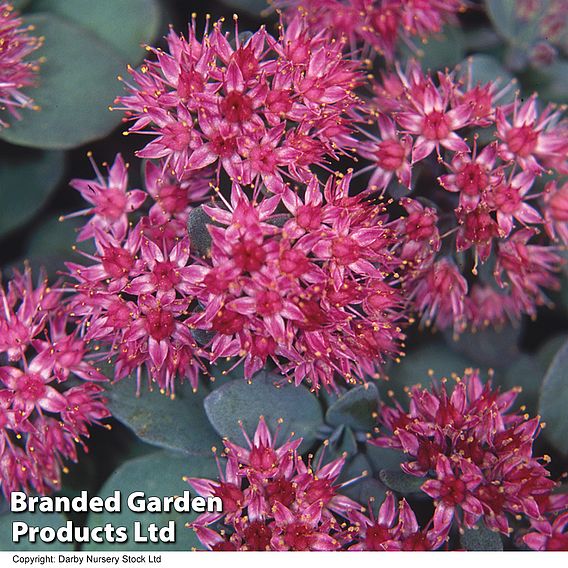 Sedum ewersii var. homophyllum 'Rosenteppich'