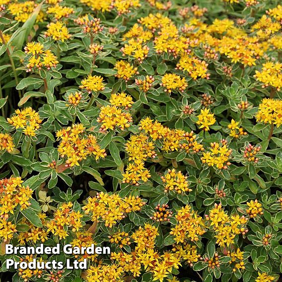 Sedum kamtschaticum var. kamtschaticum 'Variegatum'