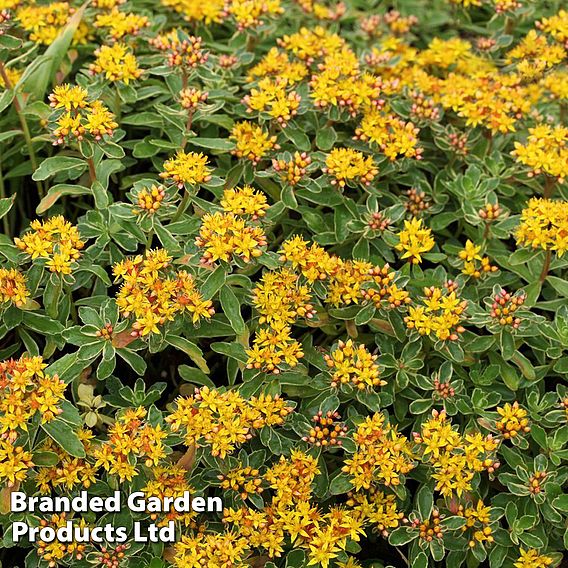 Sedum kamtschaticum var. kamtschaticum 'Variegatum'