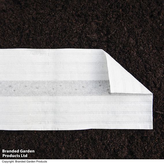 Spinach Leaf 'Perpetual' - Seed Tape