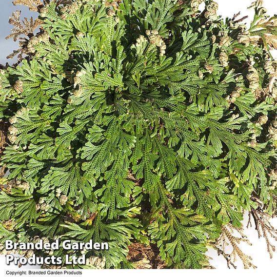 Selaginella lepidophylla (Rose of Jericho)