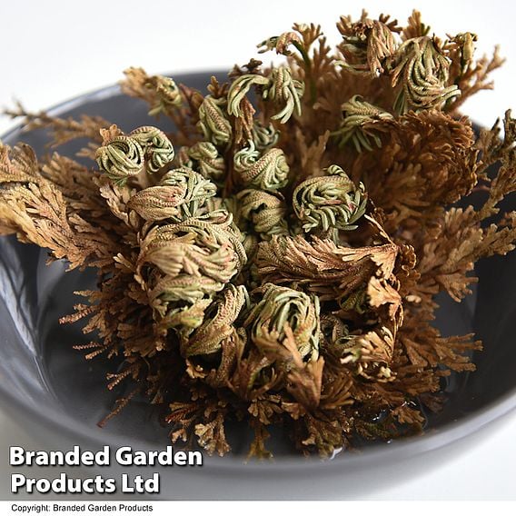 Selaginella lepidophylla (Rose of Jericho)