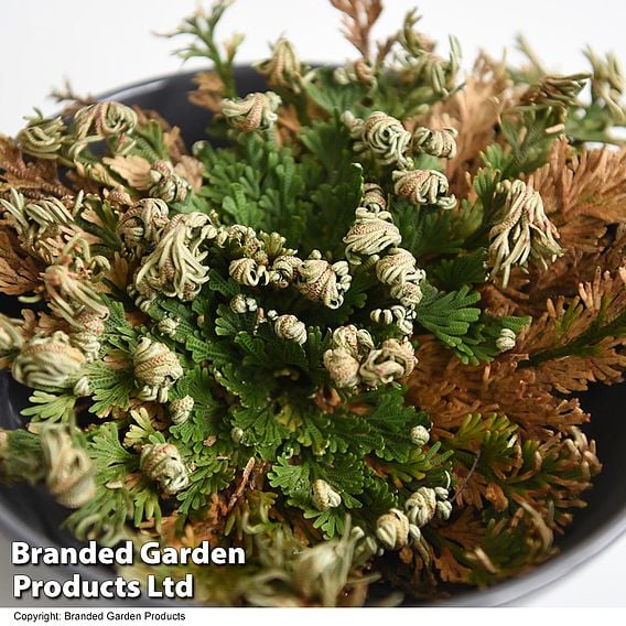 Selaginella lepidophylla (Rose of Jericho)