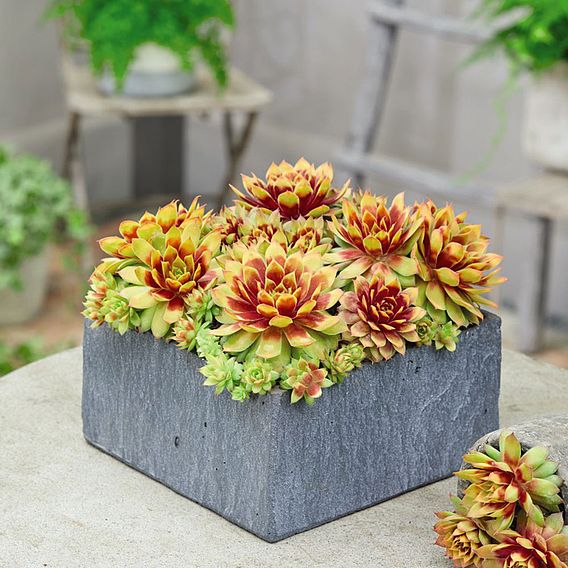 Sempervivum 'Chick Charms® Gold Nugget'