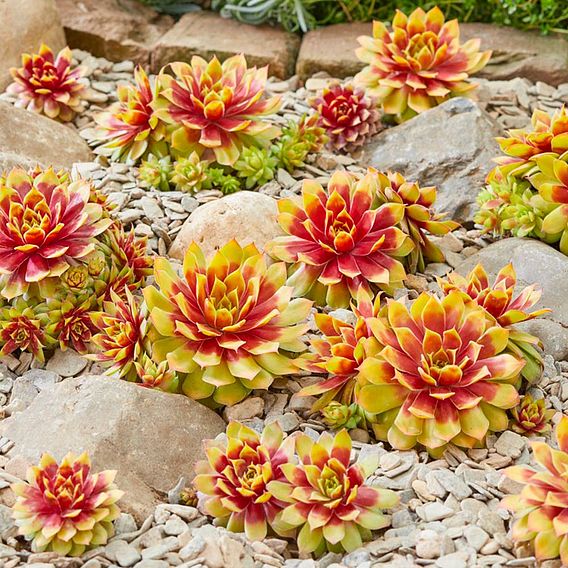 Sempervivum Chick Charms® Gold Nugget