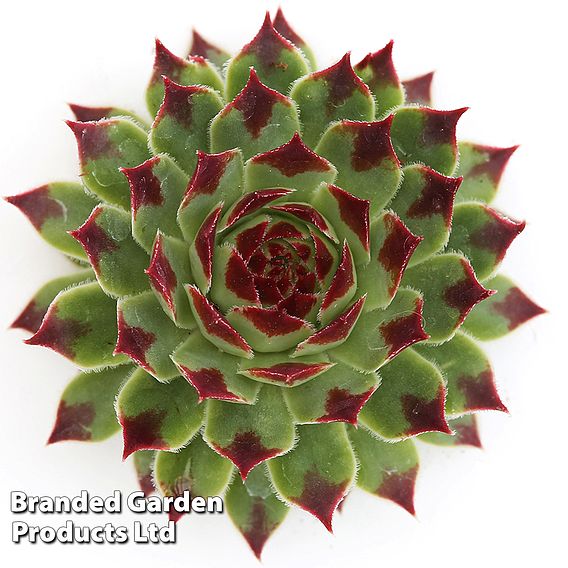 Sempervivum 'Chick Charms Mint Marvel'