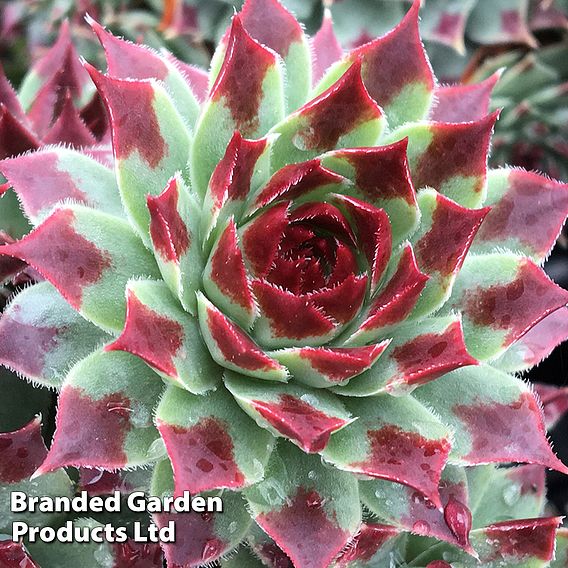 Sempervivum 'Chick Charms Mint Marvel'