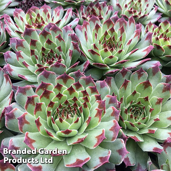 Sempervivum 'Chick Charms Mint Marvel'