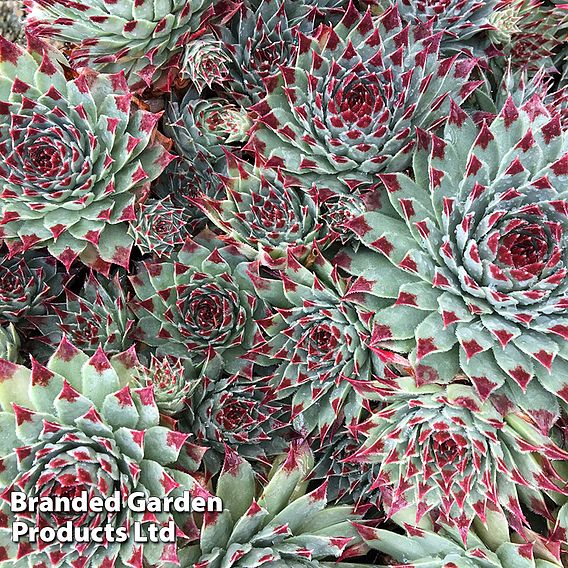 Sempervivum 'Chick Charms Mint Marvel'