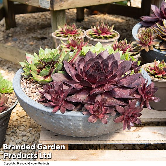 Sempervivum SUPERSEMPS® ‘Onyx’