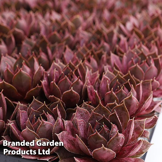 Sempervivum 'Chick Charms Plum Parfait'