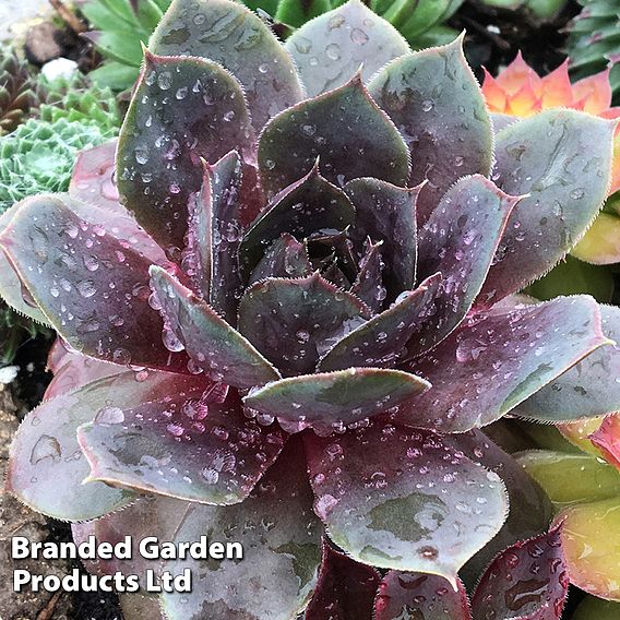 Sempervivum 'Chick Charms Trio'