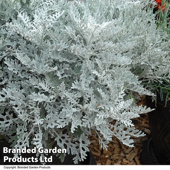 Senecio cineraria 'Silver Dust'