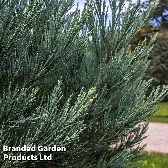 Sequoiadendron giganteum 'Glaucum'