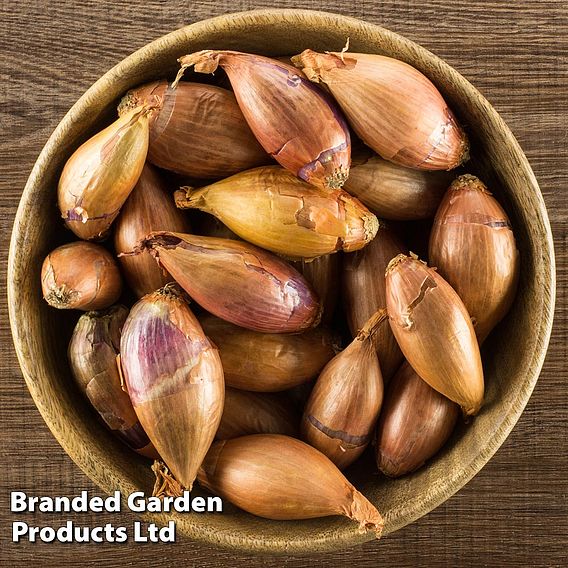 Shallot (Autumn) Longor Organic
