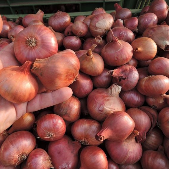Shallot 'Charlotte' - Seeds