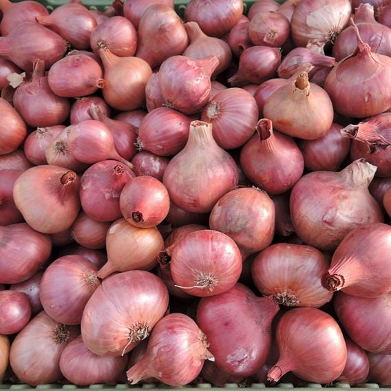 Shallot 'Charlotte' - Seeds