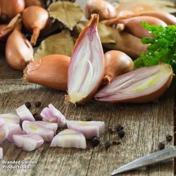 Shallot (Banana) 'Simiane' - Seeds